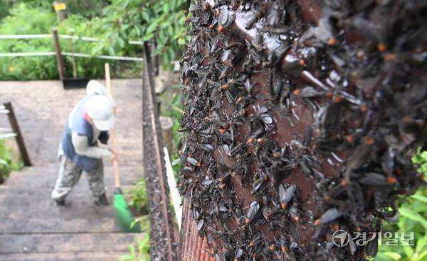 인천 계양산을 뒤덮은 러브버그. 경기일보DB