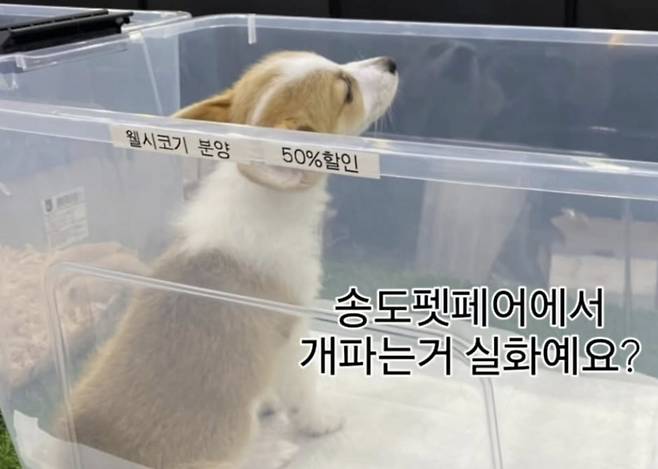 송도에서 열린 반려동물 박람회에서 강아지를 50% 할인 판매해 논란이 되고 있다./사진=SNS