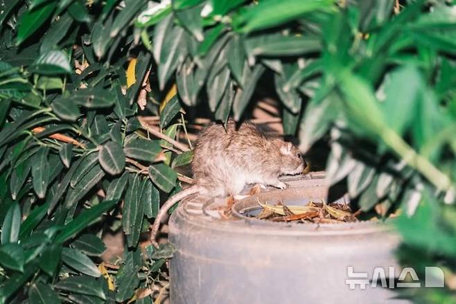 [뉴시스]투어 참가자들이 뉴욕에서 쥐가 많은 지역을 구경하고 있다. (사진=뉴욕포스트) 2025.6.25