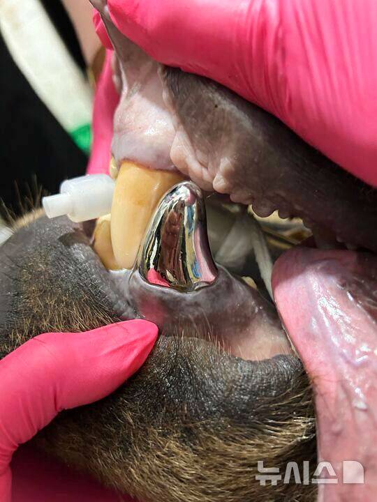 [미네소타=AP/뉴시스] 23일(현지 시각) 알래스카 불곰 툰드라가 미네소타주의 동물원에서 은색 송곳니를 위한 수술을 받고 있다.  2025.06.25.