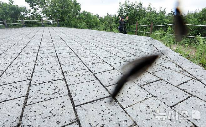 [인천=뉴시스] 전진환 기자 = 30일 오전 인천 계양구 계양산 정상에서 러브버그(붉은등우단털파리) 무리가 등산로와 등산객들에게 들러붙으며 불쾌감을 주고있다.  2025.06.30. amin2@newsis.com