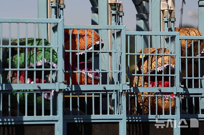 [오번=AP/뉴시스] 지난달 29일(현지 시간) 미국 워싱턴주 오번의 경마장 에메랄드 다운스에서 열린 '티렉스 세계 챔피언십 레이스'에서 참가자들이 출발 신호를 기다리고 있다. 2025.07.01.