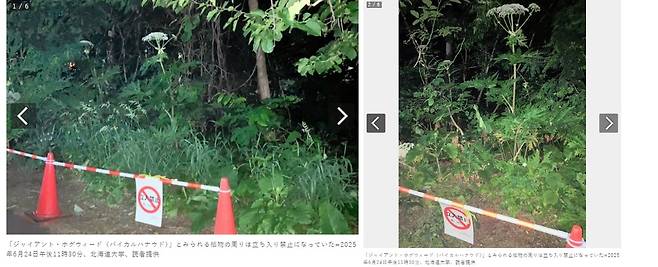 일본 삿포로 홋카이도대 캠퍼스에서 위험한 독초인 자이언트 하귀드 신고가 접수돼 해당 지역에 사람들의 출입을 금지했다. 아사히신문 사이트 캡처