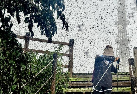 계양산 뒤덮은 러브버그 - 29일 인천 계양구 게양산 정상에서 러브버그(붉은등우단털파리) 무리가 등산로와 등산객들에게 들러붙으며 불쾌감을 주고있다. /인천일보