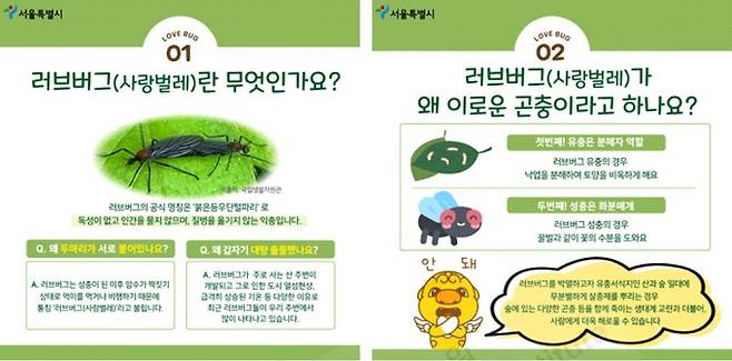 러브버그 관련 서울시 카드뉴스 [서울시 카드뉴스 캡처. 재판매 및 DB 금지]