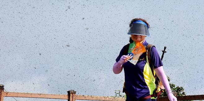 계양산 정상 뒤덮은 러브버그. 연합