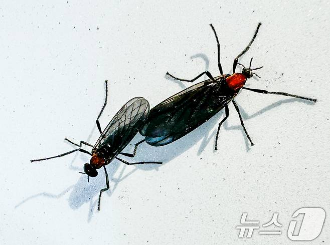 20일 서울 도심에 출몰한 러브버그의 모습. 2024.6.20/뉴스1 ⓒ News1 이재명 기자