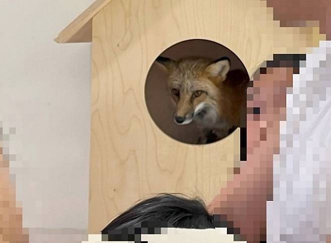 어린이 관람객이 여우가 몸을 숨긴 은신처 구멍에 얼굴을 넣으려고 접근하는 과정에서 여우가 공격적인 반응을 보이는 장면이 관찰됐다(어웨어 제공). ⓒ 뉴스1