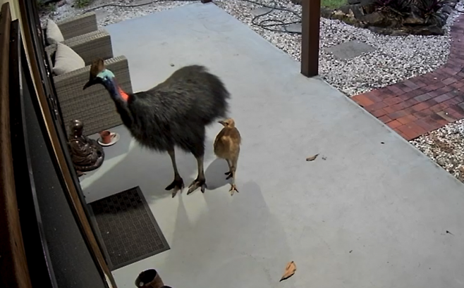 호주 퀸즐랜드주에서 엄마와 아이가 뒤를 쫓아온 화식조 두 마리를 발견하고 놀라서 황급히 집 안으로 들어가고 있다. 퀸즐랜드주 환경관광과학혁신부