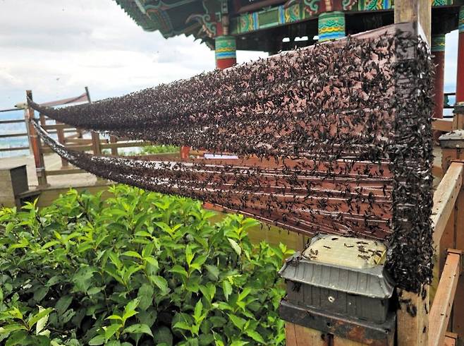 A swarm of lovebugs is stuck to a sticky roller trap (double-sided insect-catching tape) installed on Gyeyang Mountain in Gyeyang district, Incheon on June 30. /Courtesy of Gyeyang-gu District Office