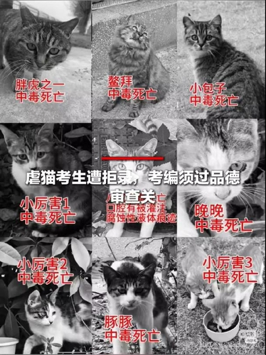 중국 대학 캠퍼스 길고양이 학대 사건 [웨이보 캡처]