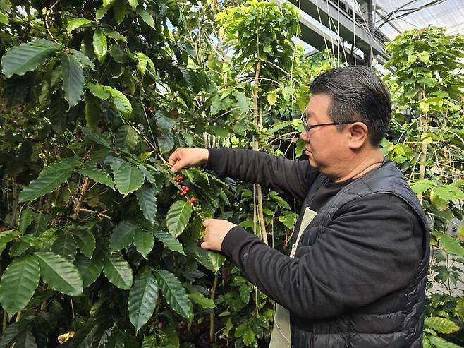 차상화 두베이커피농장 대표가 지난 3월 말 전남 화순 커피 농장에서 커피나무를 손질하고 있다. 옥기원 기자