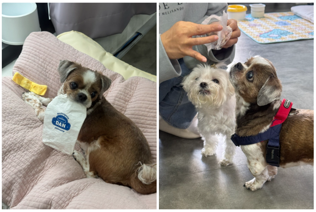 회사에서 간식을 즐기는 미르와 쌈지. 동그람이 김건희 에디터 제공동그람이 김건희 에디터 제공