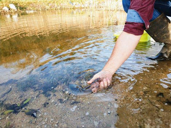 다슬기 채취에 나선 노인들이 잇따라 숨지는 사고가 발생했다./사진=게티이미지뱅크