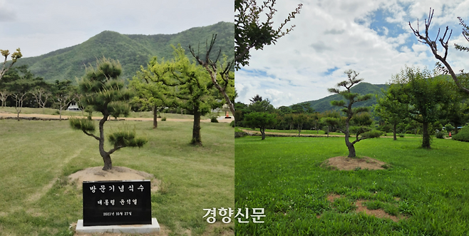 유네스코 세계문화유산인 경북 안동시 풍천면 병산서원 입구에 윤석열 전 대통령 방문을 기념하며 심은 소나무 앞에 기념비석(왼쪽, 독자제공)이 있는 모습과 지난 1일 소나무 앞에 비석이 사라진 모습. 김현수 기자
