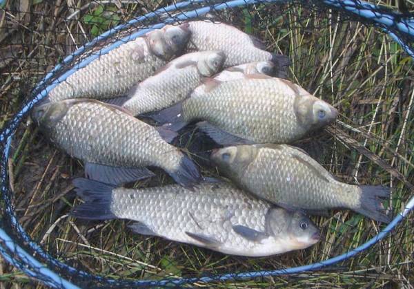 창녕권 여름 붕어 낚시.