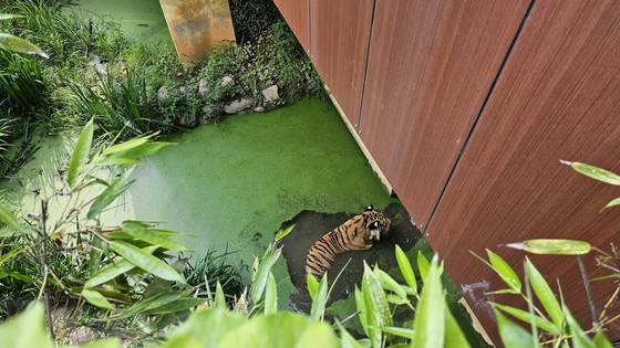 Hokwang, a Bengal tiger, is seen moving about an outdoors area in Uchi Zoo in Buk District, Gwangju on June 28. [JEONG EUN-HYE]