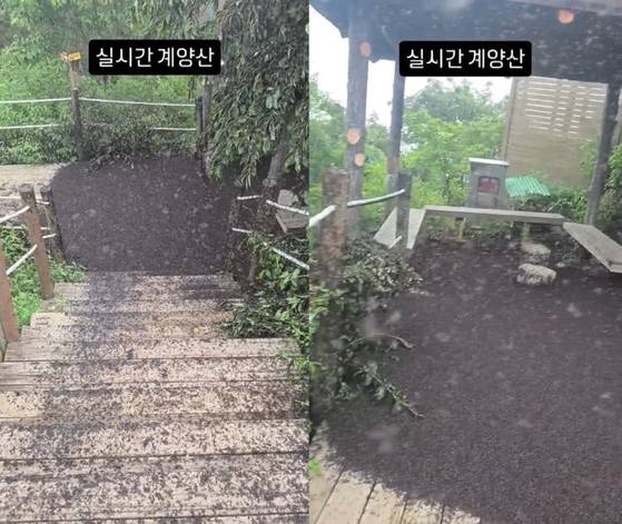 A giant swarm of lovebugs is seen at a trail on Mount Gyeyang in Incheon on June 28. [SCREEN CAPTURE]