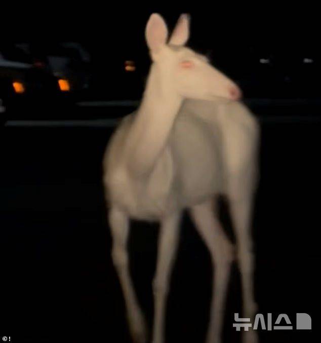 [뉴시스] 미국 미시간주에서 한 운전자가 새벽 출근길에 희귀한 흰색 알비노 사슴을 포착해 화제가 됐다. (사진=데일리 메일) 2025.06.29