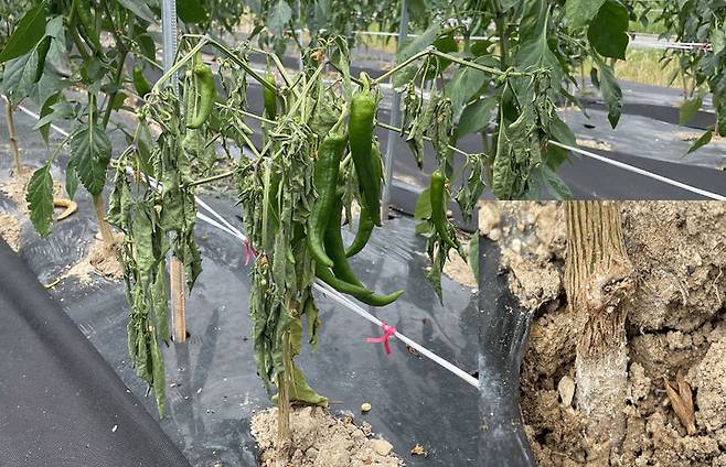 [무안=뉴시스] 흰비단병 피해 입은 고추. (자료사진 제공 = 전남농업기술원). 2025.07.02. photo@newsis.com *재판매 및 DB 금지