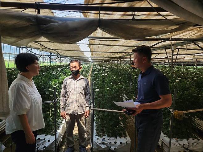 [창원=뉴시스] 강경국 기자 = 강종순 경남 창원시 농업기술센터 소장(오른쪽)이 2일 국화 생산지인 마창국화수출농단을 방문해 애로사항을 청취하고 있다. (사진=창원시청 제공). 2025.07.02. photo@newsis.com *재판매 및 DB 금지
