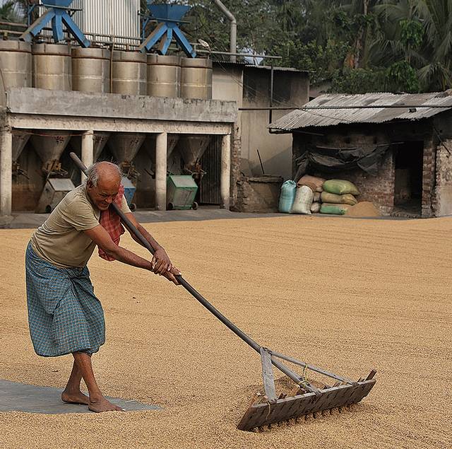 인도 노동자가 인도 서벵골주 하브라시의 쌀 가공공장에서 수확한 쌀을 말리고 있다. 연합뉴스