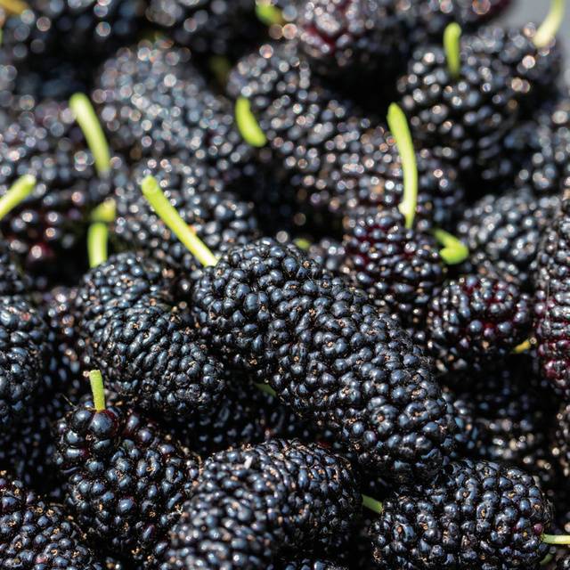 ‘과상2호’는 여타 오디 품종에 비해 열매가 크고 육질이 단단한 편이다. 즙이 많고 색이 진해 즙·잼·와인 등 가공용으로 수요가 높다.