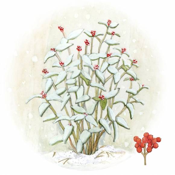 환경부 지정 멸종위기 야생생물 2급의 죽절초. 처음 발견된 당시엔 자금우속으로 분류됐으나 후에 식물학자 나카이에 의해 죽절초속으로 분리됐다. 자금우속과 꽃, 열매가 닮았다.