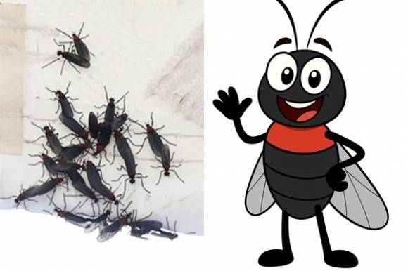 집단출몰한 러브버그 모습과 러브버그를 캐릭터화한 이미지. 연합뉴스, GPT