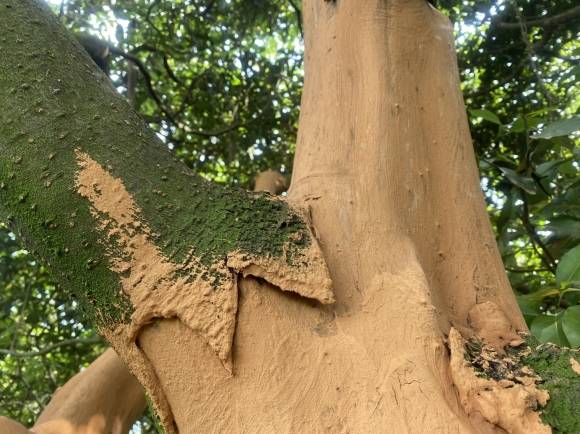 서귀포시 표선면 성읍리 임야에 껍질이 다 벗겨진 후박나무가 고사될 것을 우려해 황토를 발라 응급처치한 모습. 제주자연의벗 제공