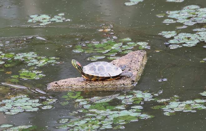 폐스티로폼 타고 일광욕하는 붉은귀거북 [촬영 유형재]