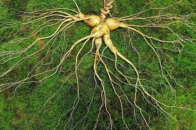 수령 150년 희귀산삼 [충북대학교 제공]