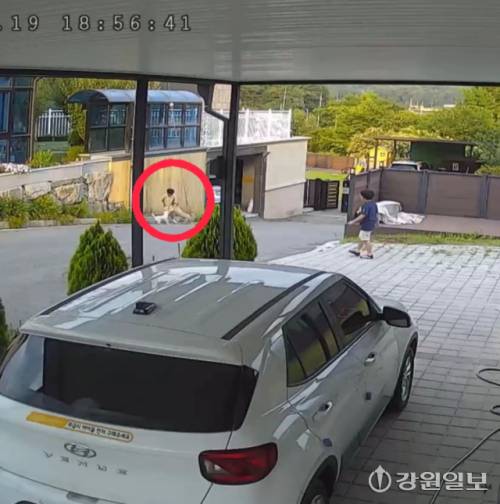 ◇지난달 19일 춘천에 거주하는 8세 남자 어린이가 공놀이를 하던 중 달려든 이웃집 반려견에게 공격을 당했다. 사진=독자 제공(CCTV 영상 캡처)