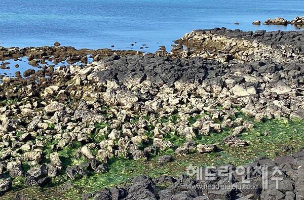 갯녹음 현상이 확산된 제주바다. (사진=녹색연합)