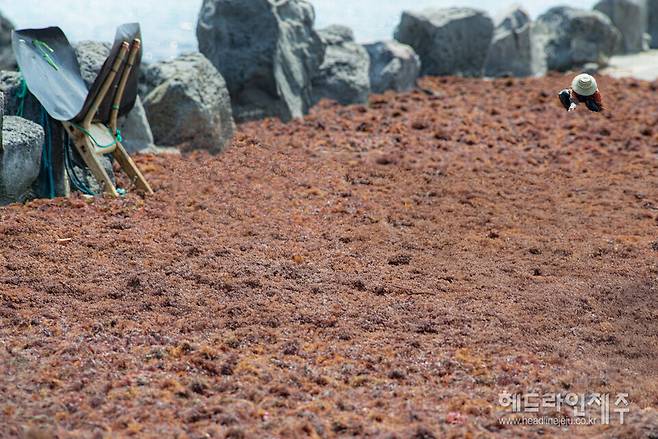 기후위기가 심화되면서 해조류 생산량도 갈수록 크게 감소하고 있는 것으로 나타났다. 사진은 2009년 월정리 해안가에서 해녀들이 채취한 우뭇가사리를 햇볕에 말리는 모습. 우뭇가사리 생산량은 최근에는 예전의 10분의 1 수준만 수확되는 것으로 나타났다.&nbsp; (촬영=김환철 사진부장) ⓒ헤드라인제주