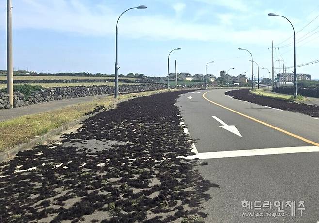 최근 제주시 구좌읍 김녕리 도로변에서 해녀들이 채취한 우뭇가사리를 말리는 모습. ⓒ헤드라인제주