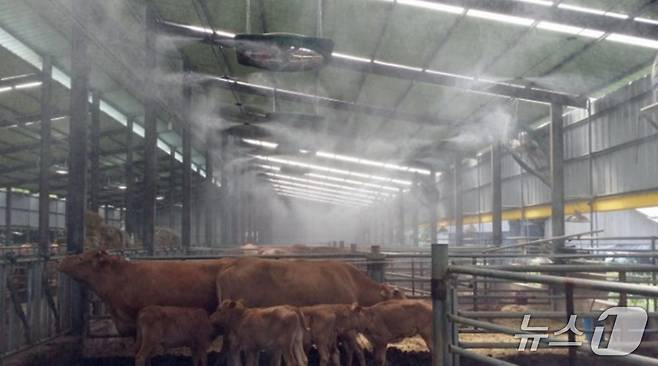 가축 폭염 피해 예방 위해 쿨러가 작동하는 모습.(전남도 제공. 재판매 및 DB금지) 2025.7.3/뉴스1