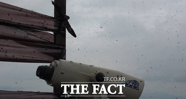 '더팩트'가 30일 찾은 인천 계양산은 말 그대로 러브버그가 만든 '지옥'을 연상시켰다. 정상에 오르면 영종도, 인천국제공항, 북한산, 김포공항 등이 한 눈에 내려다 보여 조망 명소로 손 꼽히며 많은 이들의 사랑을 받는 계양산 어디에나 날아다니는 러브버그와 죽은 러브버그의 사체들이 만든 얕은 언덕이 곳곳에 보였다. /인천 계양산=오승혁 기자