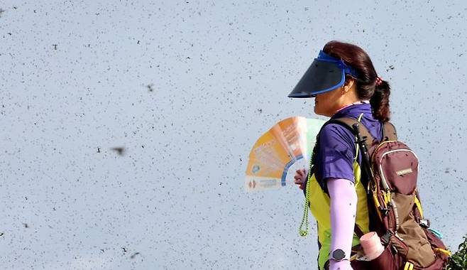지난달 30일 오전 인천 계양구 계양산 정상이 러브버그(붉은등우단털파리)들로 뒤덮여 등산객들이 불편을 겪고 있다.ⓒ연합뉴스