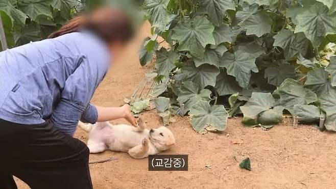 dcbest-20250703-094850-003-resize.jpg 시골 댕댕들이 살찌는 이유 먼지암?.jpg