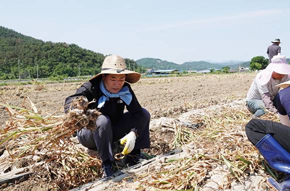마늘 농가에서 농촌일손돕기하는 성낙인 경남 창녕군수. [사진=경남 창녕군]