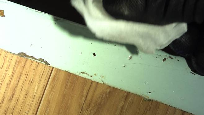 현장에서 발견한 살아있는 벼룩. 앞서 주민들은 벼룩, 빈대, 진드기 가운데 하나로 의심했지만, 한국방역협회 소속사는 벼룩이 맞다고 결론지었습니다.