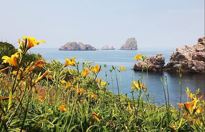 홍도에 핀 원추리꽃 [신안군 제공·재판매 및 DB 금지]