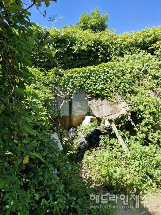 수풀에 가려져 있는 집.