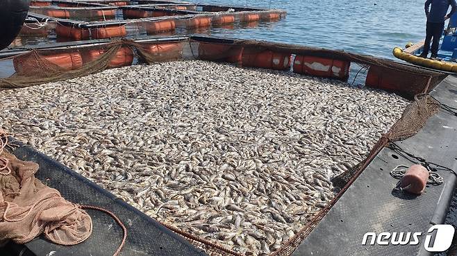 전남 여수 돌산의 한 가두리 양식장에서 물고기가 집단폐사해 있다.(여수시 제공. 재판매 및 DB 금지)