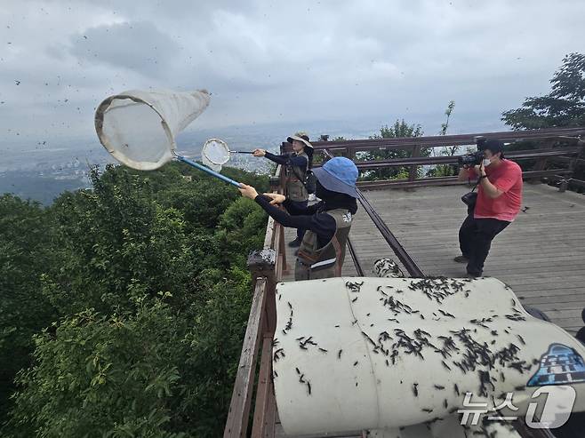 4일 오전 국립생물자원관 연구관들이 인천 계양산 정상에서 러브버그(붉은등우단털파리)를 포집하고 있다. ⓒ 뉴스1 황덕현 기자