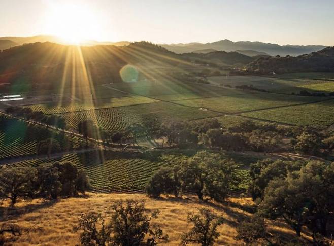 '스택스 립 와인셀라(Stag's Leap Wine Cellars)'의 포도밭 전경.