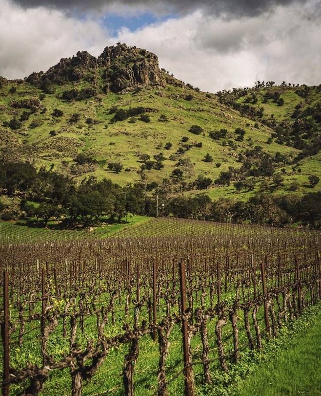 '스택스 립 와인셀라(Stag's Leap Wine Cellars)'의 'S.L.V.' 포도밭 전경.