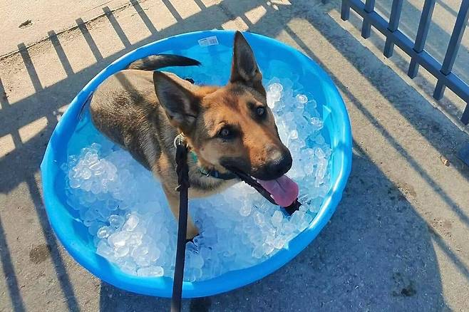지난 6월 24일 미국 필라델피아에서 열린 클럽월드컵 D조 축구 경기 에스페란스 튀니지와 첼시의 경기에서 한 탐지견이 얼음을 채운 간이 풀장에서 더위를 식히고 있다./AP 연합뉴스