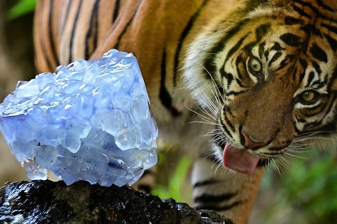 7월 2일 이탈리아 로마 동물원의 한 호랑이가 사육사가 준 얼음 덩어리를 빨아 먹으며 더위를 식히고 있다./AFP 연합뉴스